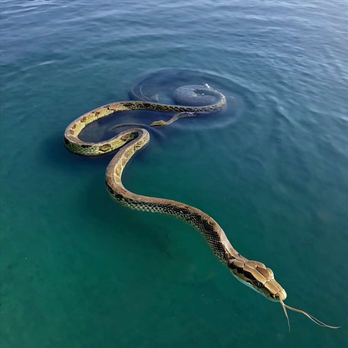 Légende de Jörmungandr : Serpent du Monde Mythologique